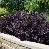 Royal Purple Smokebush #5 - Image 2